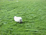 The Dingle Penninsula, Ireland - This sheep mooned...