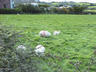 The Dingle Penninsula, Ireland - Punk rock sheep!...
