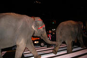 The Ringling Brothers bring their elephants to Mad...