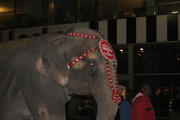 The Ringling Brothers bring their elephants to Mad...